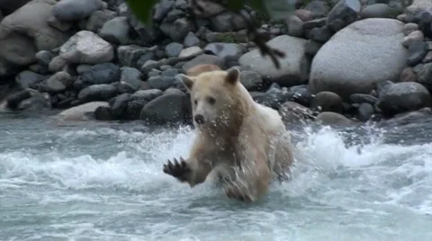 Kermode Bear Stock Footage 32492103