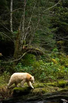 Kermode bear in the Great Bear Rainforest of British Columbia Canada Stock Photos