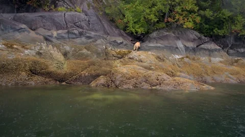 Kermode Bear Walking on Rocky Coast 4k Drone Shot Great Bear Rainforest Stock Footage 338259663