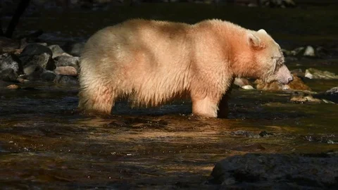 Kermode or "Spirit" Bear Stock Footage 80360803