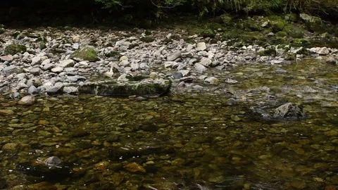 Kermode or Spirit Bear,  Great Bear Rainforest, BC, Canada Stock Footage