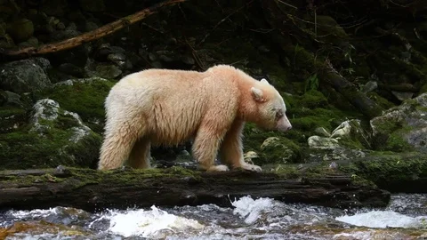 Kermode or "Spirit" Bear, walking Video stock 80359870