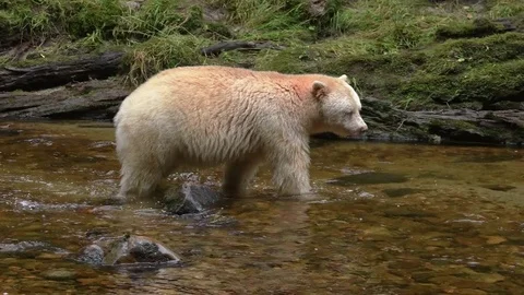 Kermode or "Spirit" Bear, walking in stream Video stock 80443180