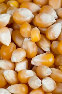 Kernel corn Stock Photos