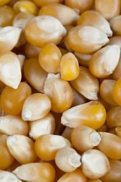 Kernel corn Stock Photos