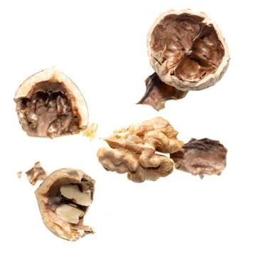 The kernel of a split walnut is isolated on a white Stock Photos