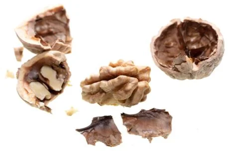 The kernel of a split walnut is isolated on a white Foto stock