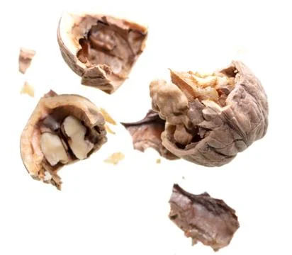The kernel of a split walnut is isolated on a white Stock Photos