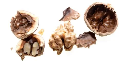 The kernel of a split walnut is isolated on a white Foto stock