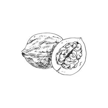 Kernel of walnut, whole opened nut fruit isolated Stock Illustration