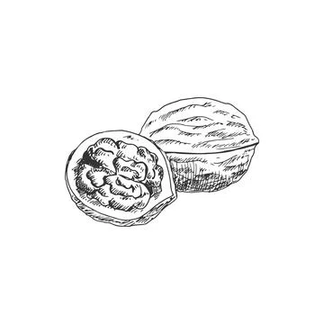 Kernel of walnut, whole opened nut fruit isolated Stock Illustration