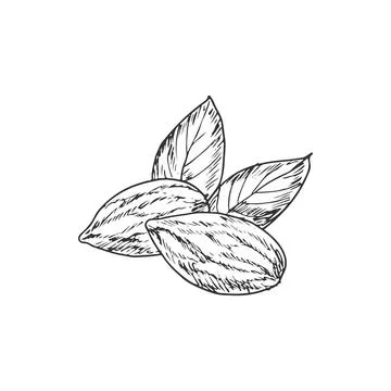 Kernels of almond nut with leaves isolated sketch Stock Illustration