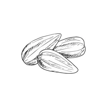 Kernels of almond nut or sunflower seeds isolated Stock Illustration