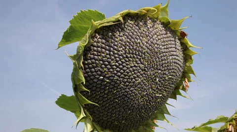 Kernels, seeds on sunflower, disk flower against sky, mature plant moving Stock Footage 40633075