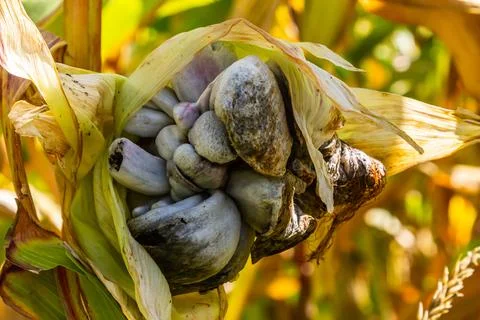 Kernels of an unusual color emerging from a corn husk in a vibrant field du.. Stock Photos