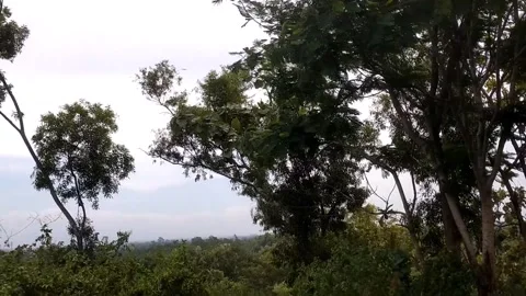 Keruing wood tree under bright clouds Stock Footage 327627547