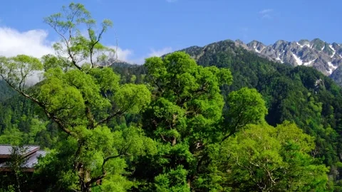 Kesho willow tree west of Kappa Bridge and Mt. Hotaka, Kamikochi June Stock Footage 329279461