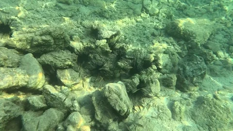 Kestanebaliklar Stock Footage 332646204