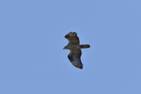 Kestrel from below Stock Photos