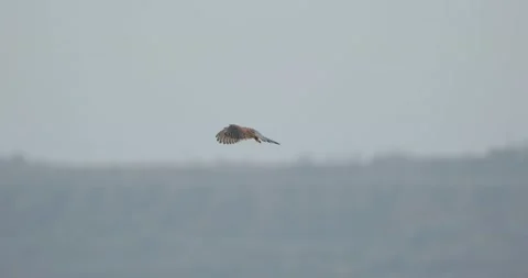 Kestrel bird close up Stock Footage 162808250