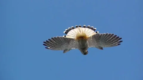 Kestrel Bird Stock Footage 230083759