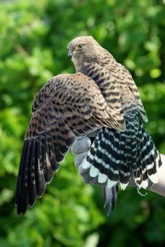 Kestrel Bird Stock Photos
