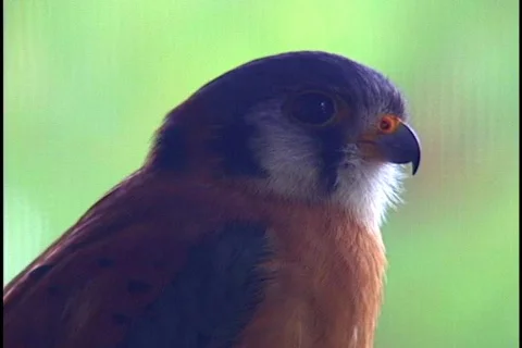 Kestrel Bird of Prey  Stock Footage 141700