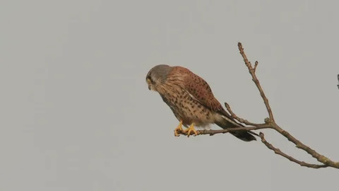 Kestrel bird in tree, diving down Stock Footage 106389404