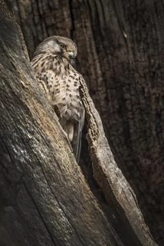 Kestrel blending into tree Foto stock