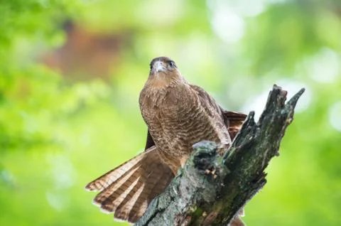 Kestrel on a branch of the tree Stock Photos
