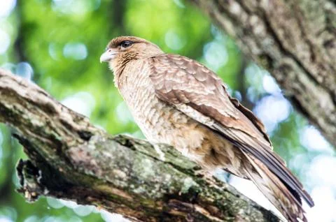 Kestrel on a branch of the tree Stock Photos