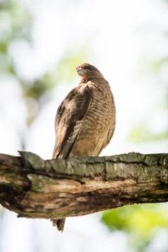 Kestrel on a branch of the tree Stock Photos