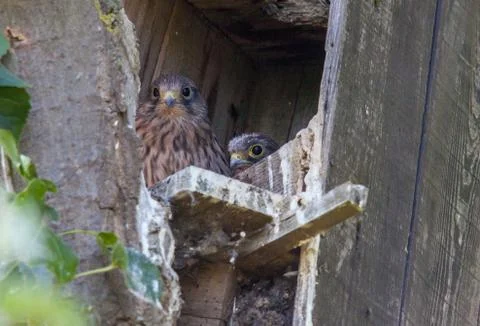 Kestrel Chicks Stock Photos