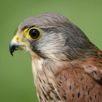 Kestrel close up Stock Photos