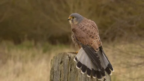 Kestrel Falco tinniculus perching on gatepost with tail fanned Stock Footage 82653703