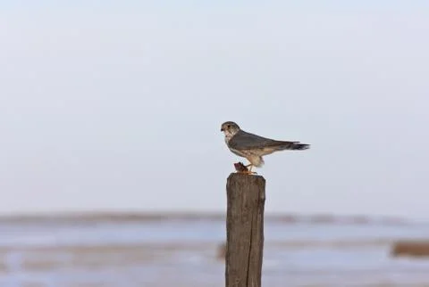 Kestrel Falcon and kill Stock-Fotos
