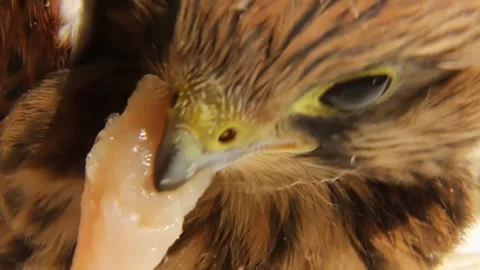 A kestrel falcon chick eats a piece of meat. Looped ASMR video. Stock Footage 246769006