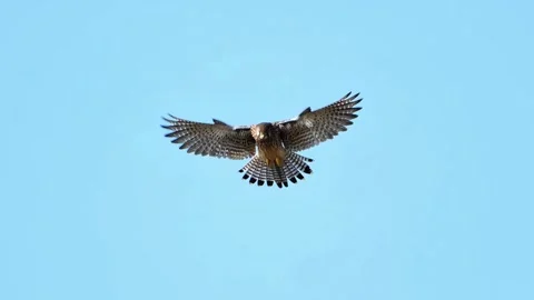 Kestrel Falcon Diving with Open Wings Against Clear Blue Sky 스톡 동영상 331066651