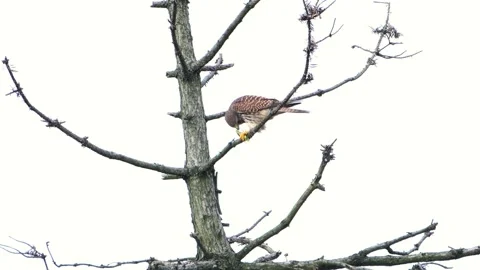 Kestrel falcon feeding on prey while perched on dead tree branches Stock Footage 331110401