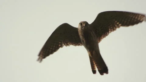 Kestrel Falcon In Flight Close Up Stockbeeldmateriaal 243228774