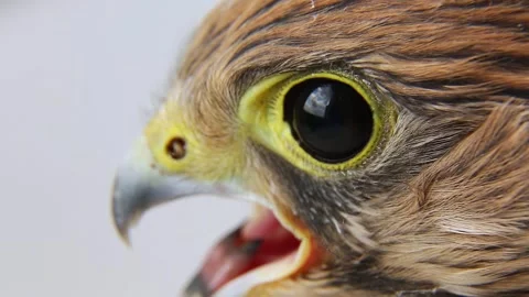 A kestrel falcon with an open beak. Beak eye tongue of a bird of prey close-up. Stock Footage 246769000