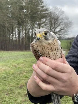 Kestrel falcon Stock Photos