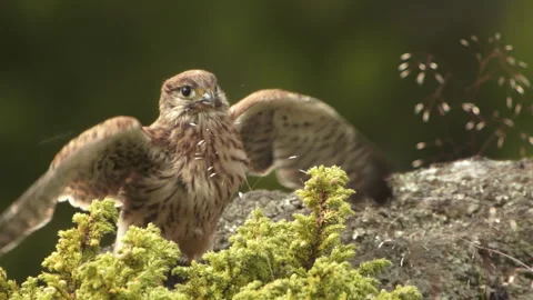 Kestrel Falcon Take Off Stockbeeldmateriaal 243228738