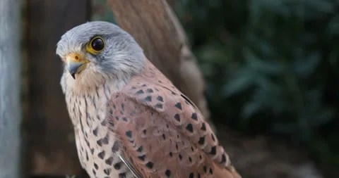 Kestrel falcon taking flight - close up, 4K Stock Footage 163716331