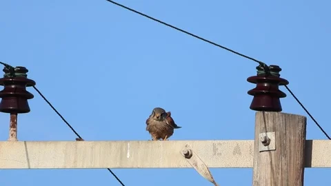 Kestrel Falcon Taking Off from Utility Pole, Limassol, Cyprus Stock Footage 333478347