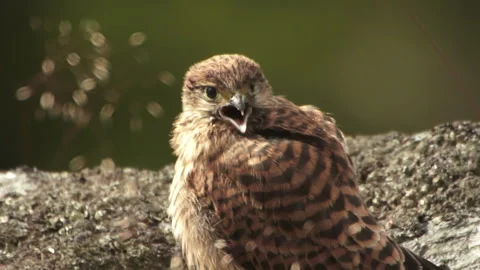 Kestrel Falcon Young Stockbeeldmateriaal 243228824