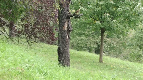 Kestrel flies away from a tree and glides towards the camera Stock Footage 277812960