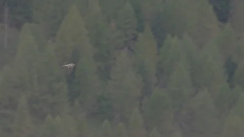 Kestrel in flight in the Alps mountain, 4K log Stock Footage 290866432