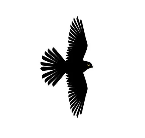 Kestrel in the flight silhouettes Stock Illustration