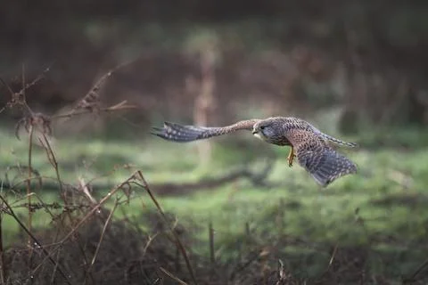 Kestrel flying in for the kill Foto stock